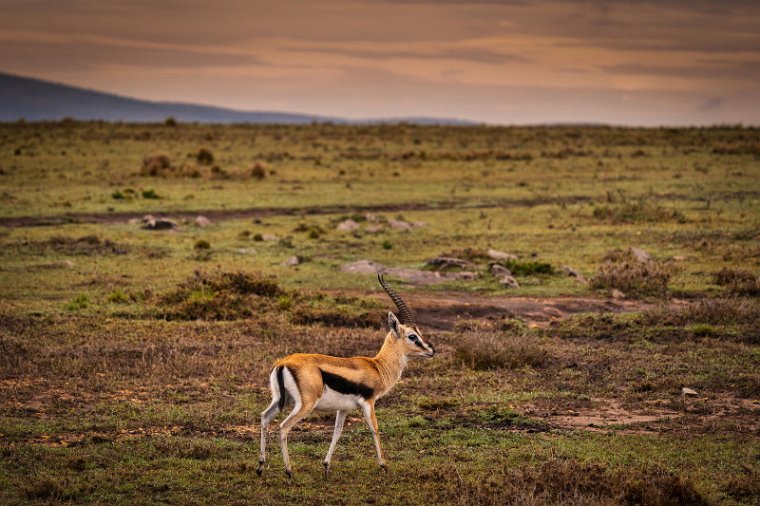 009 Masai Mara, thomsongazelle.jpg